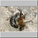 Andrena barbilabris - Sandbiene 08d Paarung 10mm OS-Wallenhorst-Waldlichtung.jpg